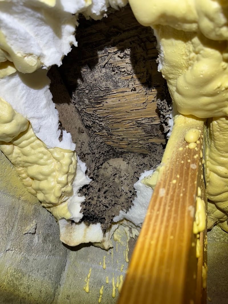 Daños de termitas en una viga de madera descubiertos durante una inspección real